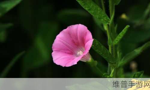 野花日本韩国视频免费高清观看宣布免费:1. "畅享野花:日本韩国高清视频免费观赏体验