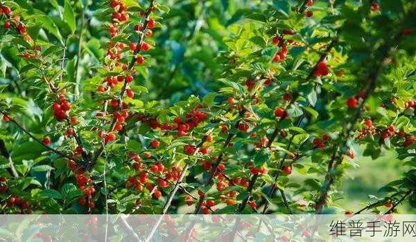 樱桃视频大全免费高清版观看：1. 樱桃视频：畅享高清精彩影像的绝佳选择