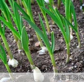 嫩叶草m码和澳洲码的区别：嫩叶草M码与澳洲码的区别及其应用解析