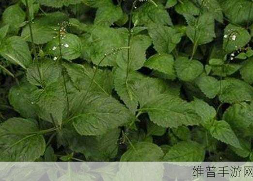 嫩叶草m码和澳洲码的区别：嫩叶草M码与澳洲码的区别及其应用解析