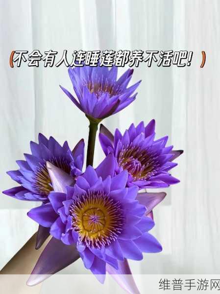什么叫女人半夜莲花开：1. 女人半夜莲花开：探寻内心深处的柔情