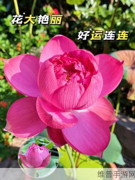 什么叫女人半夜莲花开:1. 女人半夜莲花开:探寻内心深处的柔情
