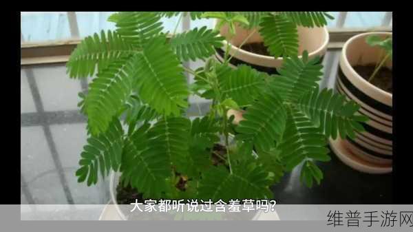 含羞草实验所隐藏2024：1. 含羞草实验：探索植物感知世界的新视角