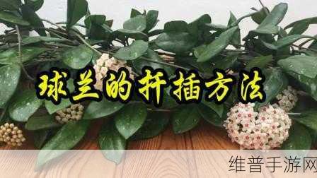 欧式72种扦插法的注意事项完成优化上线：1. 深入解析72种欧式扦插法的注意事项