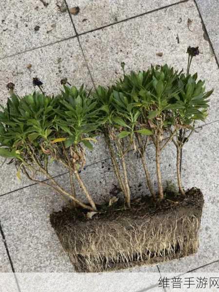 欧式72种扦插法的注意事项完成优化上线：1. 深入解析72种欧式扦插法的注意事项