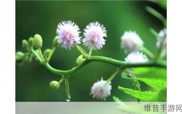 含羞草香蕉片168g推荐：1. 含羞草香蕉片168g，健康美味的零食新选择