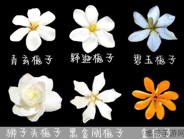 搭伙1V1栀子：1. ＂搭伙1V1栀子：开启心灵深处的对话