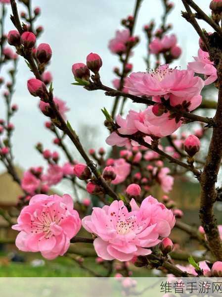 国色天香桃花朵朵开：1. 桃花盛开，国色天香绽放春日魅力