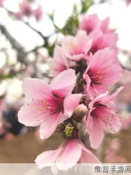 国色天香桃花朵朵开:1. 桃花盛开,国色天香绽放春日魅力