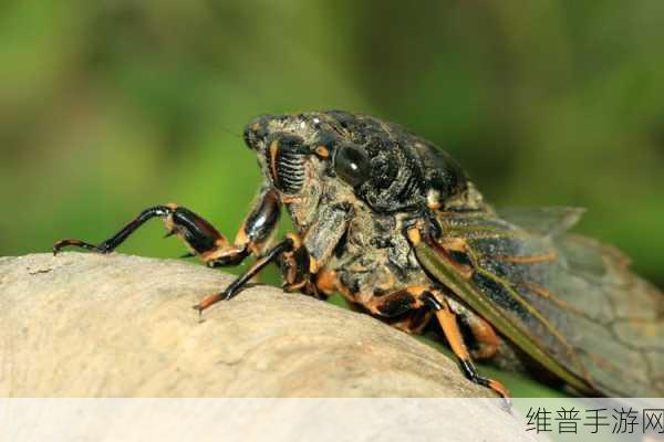 抓住绍蝉的两个球:1. 捕捉绍蝉:自然界的奇妙瞬间