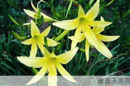 仙踪林company大中国将与忘忧草再次合作：仙踪林与忘忧草再度携手，开启全新合作篇章