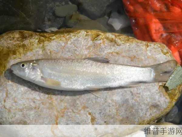 原神2.1版本鱼用途全解析,探索鱼类的多样魅力