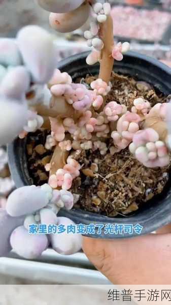 皇家共享小公主多肉怎么养：1. 皇家共享小公主多肉的养护技巧大揭秘