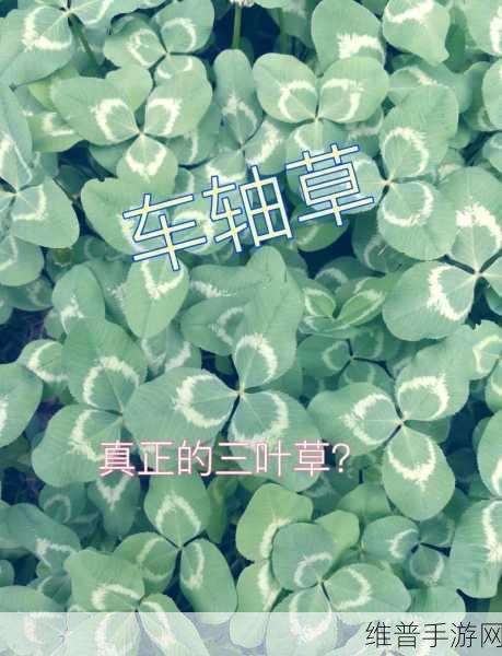 成品网站W灬源码1688三叶草：1. 三叶草之美：探秘W灬源码在1688的应用