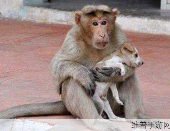 两只猴子可以成为夫妻吗：1. 猴子之间的爱情：异种动物能否成为夫妻？