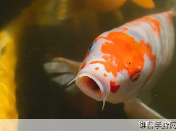 一夹一放和锦鲤吸水区别：1. 一夹一放与锦鲤吸水的巧妙对比