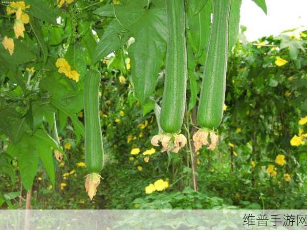 草莓+榴莲+丝瓜+绿巨人+秋带来作品非常丰富：1. 草莓与榴莲的奇妙邂逅：绿巨人的丝瓜探险