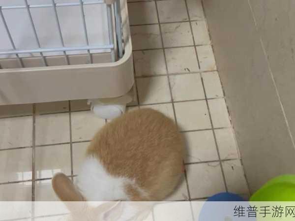 是不是男的都吃过女朋友的小兔兔：1. 男女之间的秘密：小兔兔背后的故事