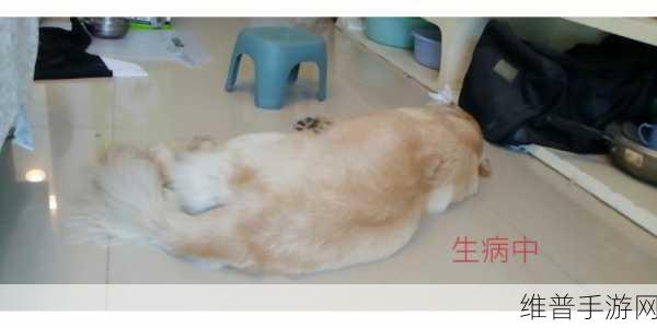 我和我家大金毛卡住后怎么自救：1. 如何在宠物卡住时进行自救和急救
