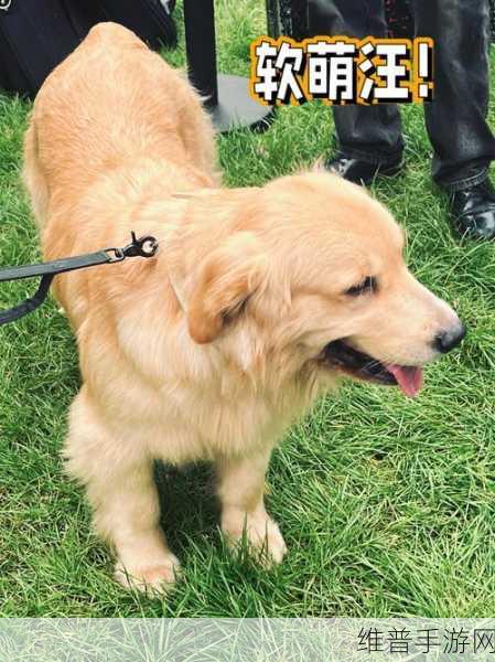我和我家大金毛卡住后怎么自救:1. 如何在宠物卡住时进行自救和急救