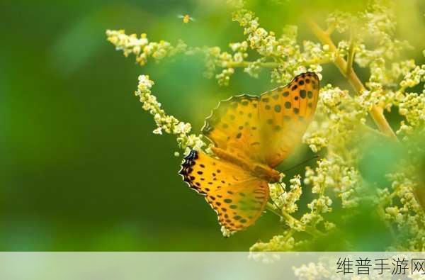 花蝴蝶在线直播：1. 花蝴蝶在线直播：绚丽多彩的自然之旅
