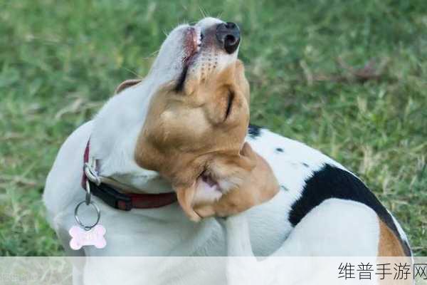 狗狗的东西又硬又烫又臭：1. 狗狗的异物：硬、烫、臭的奇妙探险