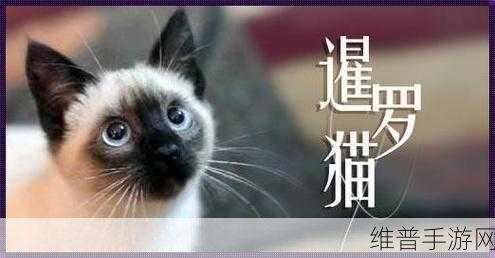 新版猫咪地域网名入口下载：1. ＂探索新版猫咪地域网名入口，开启新的网络冒险之旅