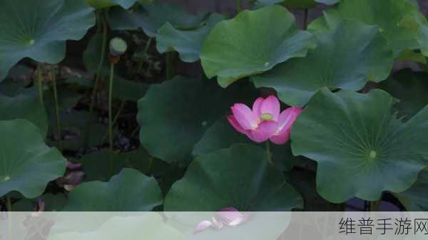 两瓣红莲今夜开一池碧水盼君浴：1. 月下红莲绽放，碧水映君影