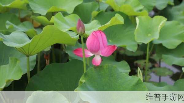 两瓣红莲今夜开一池碧水盼君浴：1. 月下红莲绽放，碧水映君影