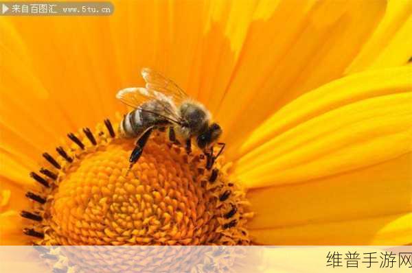 采蜜1v.1h采意方橙：1. 探索采蜜新方式：一对一的橙色合作之旅