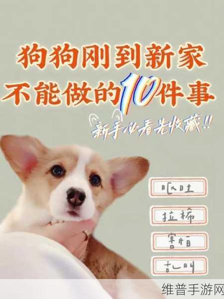 被自己家狗上瘾了怎么办：1. 如何帮助自己摆脱对狗的过度依赖？