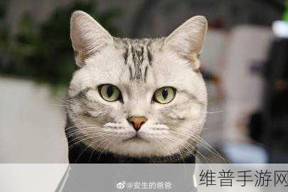 江教授的日常生活-1-安生：江教授的日常生活：探索安生背后的哲学与智慧
