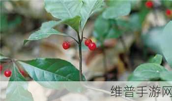 夜战十女不败的草药的功效：1. 夜战十女不败：草药疗法的神奇功效揭秘