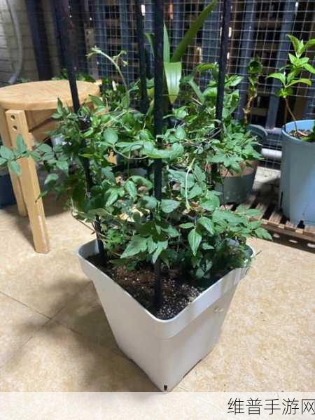 怎样照顾小花园的技巧：1. 小花园养护秘籍：让你的植物健康成长