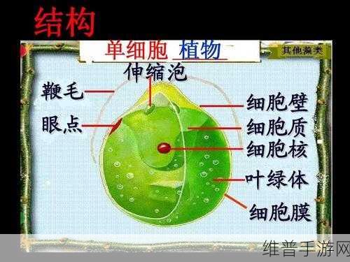 生物老师上课亲自给我们展示自己:当然可以!以下是一些生物相关的新标题,字数不少于10个字: