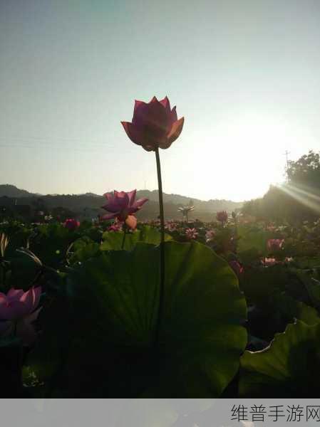 女性半夜莲花开放的治疗：1. 半夜莲花绽放：女性自我疗愈之道