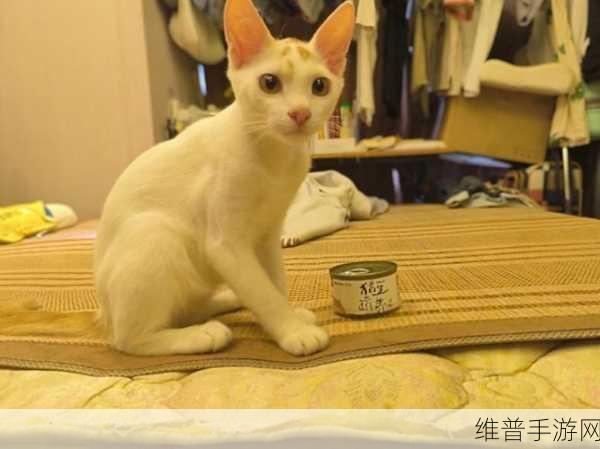 猫咪MV最新地域网名怎么改：当然可以！以下是一些根据猫咪MV主题拓展出的新标题建议：