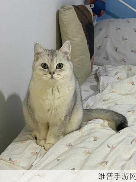 猫咪MV最新地域网名怎么改：当然可以！以下是一些根据猫咪MV主题拓展出的新标题建议：