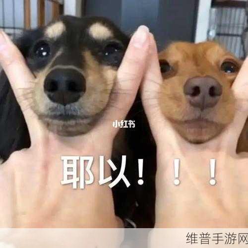 狗Zoom和人类Zoom哪个好：1. ＂狗Zoom与人类Zoom：哪种在线会议更有趣？