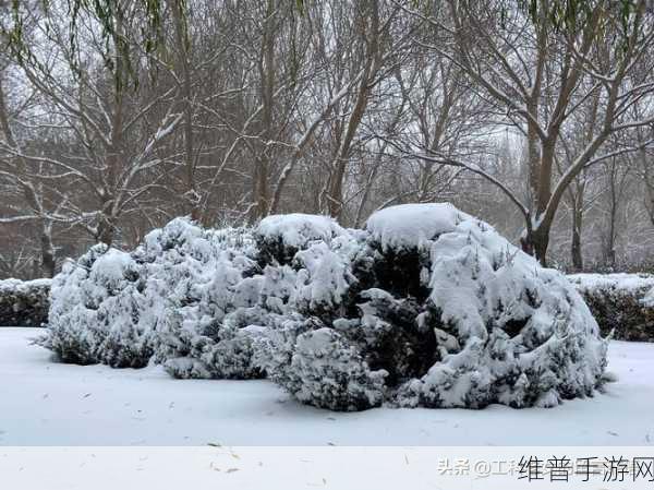 沈阳老阿姨最后的巅峰：1. 沈阳老阿姨的巅峰人生：从平凡到卓越