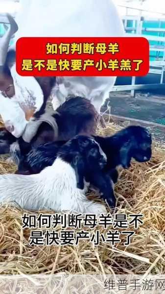 人的能进入羊的水门吗：1. 人与羊的水门：奇妙的界限探索