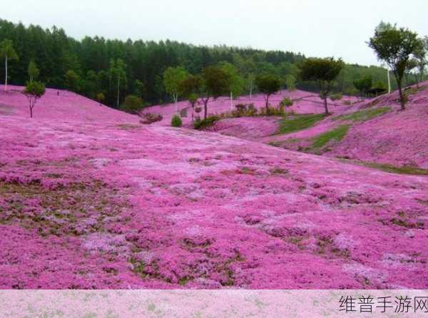 樱花草在线播放免费手机版：1. 樱花草：免费手机版在线播放，畅享浪漫春日