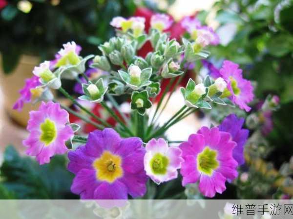 樱花草在线播放免费手机版：1. 樱花草：免费手机版在线播放，畅享浪漫春日