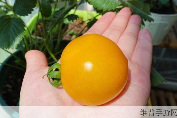 草莓茄子丝瓜番茄小蝌蚪极速流畅观看效果：1. 草莓茄子与丝瓜的奇妙碰撞