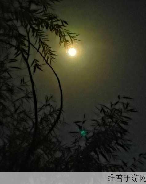 月夜直播在线看片www：1. 月夜直播：探索梦幻般的夜空世界