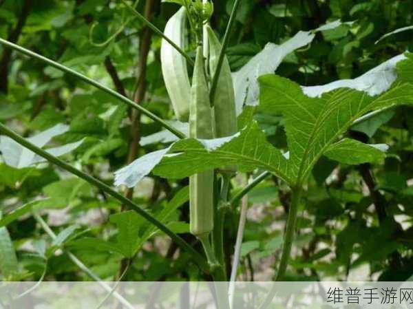 秋葵视频草莓视频向日葵视频丝瓜视频：1. 秋葵视频：探索健康生活的新方式