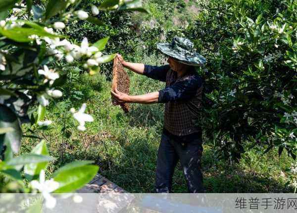 采蜜1v.1h方橙采意宝宝：1. 蜜蜂的秘密：探索采蜜与橙子的奇妙关系