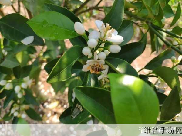 采蜜1v.1h方橙采意宝宝：1. 蜜蜂的秘密：探索采蜜与橙子的奇妙关系