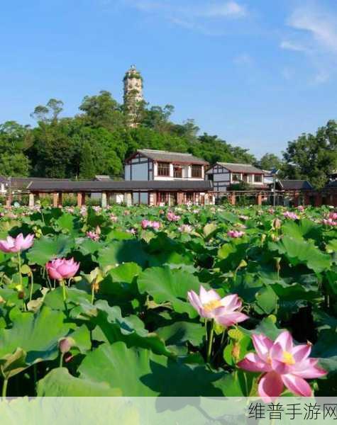 厨房春潮莲花坐顶:1. 《厨房春潮:莲花盛开的烹饪灵感