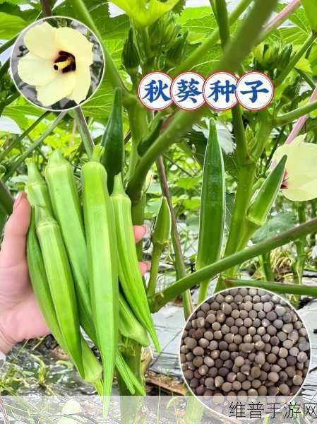 秋葵茄子丝瓜香瓜榴莲大全：1. 秋葵与茄子的奇妙搭配：健康美味新体验